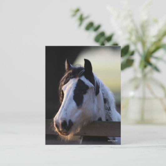 Bob Langrish | Gypsy Vanner kijkt over Omheining Briefkaart (Staand voorkant)