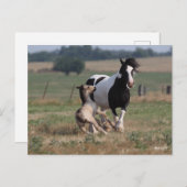 Bob Langrish | Gypsy Vanner Mare en Foal Briefkaart (Voorkant / Achterkant)