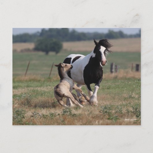 Bob Langrish | Gypsy Vanner Mare en Foal Briefkaart (Voorkant)