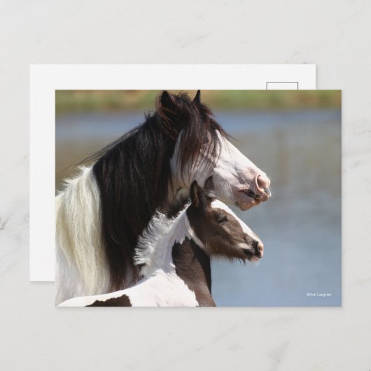 Bob Langrish | Gypsy Vanner Mare en Foal Headshot Briefkaart (Voorkant / Achterkant)