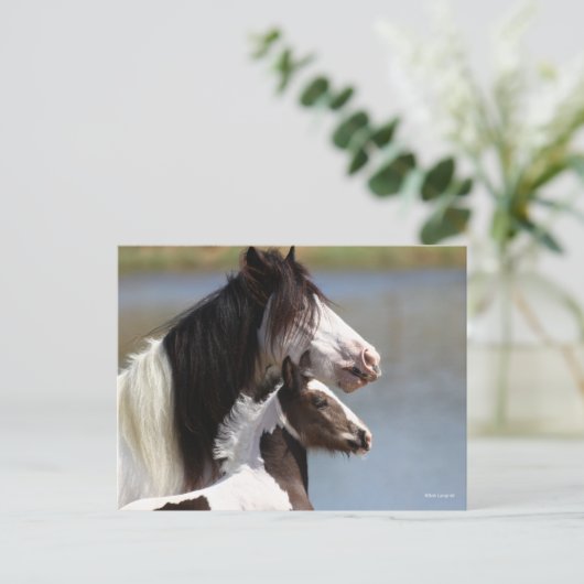Bob Langrish | Gypsy Vanner Mare en Foal Headshot Briefkaart (Staand voorkant)