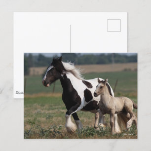 Bob Langrish Gypsy Vanner Mare en Foal Running Briefkaart
