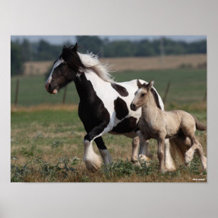 Bob Langrish Gypsy Vanner Mare en Foal Running Poster