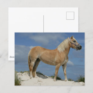 Bob Langrish Haflinger op het strand Briefkaart