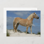 Bob Langrish | Haflinger op het strand Briefkaart (Voorkant / Achterkant)