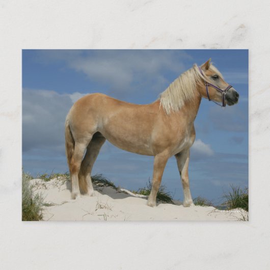 Bob Langrish | Haflinger op het strand Briefkaart (Voorkant)