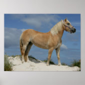 Bob Langrish | Haflinger op het strand Poster (Voorkant)