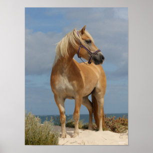 Bob Langrish Haflinger op strand Poster