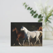 Bob Langrish | Herd Arab Mares Walking Briefkaart (Staand voorkant)