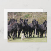 Bob Langrish | Herd Black Meren Horses en Dog Briefkaart (Voorkant / Achterkant)