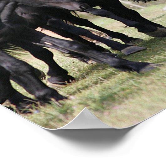 Bob Langrish | Herd Black Meren Horses en Dog Poster (Hoek)