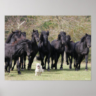 Bob Langrish Herd Black Meren Horses en Dog Poster