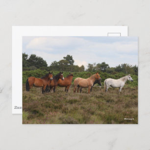 Bob Langrish   Herd New Forest Ponies Standing Briefkaart