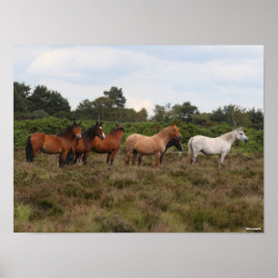 Bob Langrish Herd New Forest Ponies Standing Poster