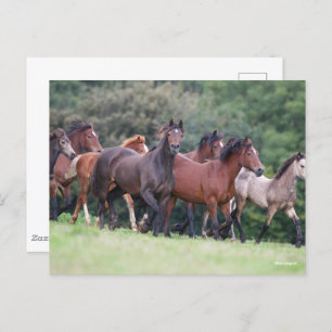 Bob Langrish   Herd van Welsh Ponies in Field Briefkaart