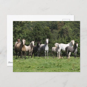 Bob Langrish   Herd van Welsh Ponies Permanent Briefkaart