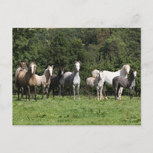 Bob Langrish | Herd van Welsh Ponies Permanent Briefkaart (Voorkant)