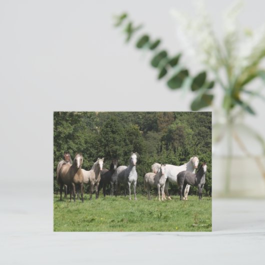 Bob Langrish | Herd van Welsh Ponies Permanent Briefkaart (Staand voorkant)