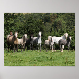 Bob Langrish Herd van Welsh Ponies Permanent Poster