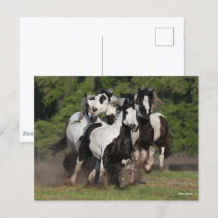 Bob Langrish   Herd van zigeunerpaarden Briefkaart