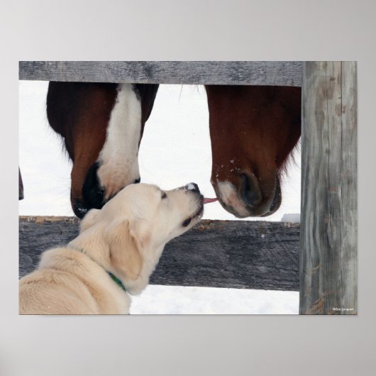 Bob Langrish | Hondshoorsen Poster (Voorkant)