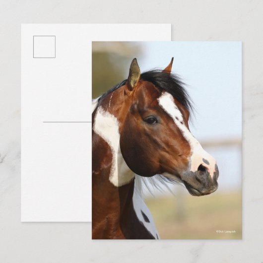 Bob Langrish | Hoofd Paint Horse Stallion Briefkaart (Voorkant / Achterkant)
