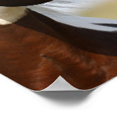 Bob Langrish | Hoofd Paint Horse Stallion Poster (Hoek)