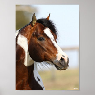 Bob Langrish   Hoofd Paint Horse Stallion Poster