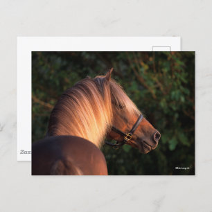 Bob Langrish Hoofd Rocky Mountain Horse Briefkaart