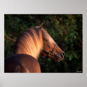 Bob Langrish   Hoofd Rocky Mountain Horse Poster