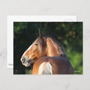 Bob Langrish   Hoofd van Clydesdale Horse Briefkaart