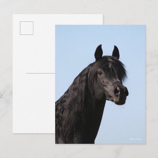 Bob Langrish | Hoofd van de Black Arab Stallion Briefkaart (Voorkant / Achterkant)
