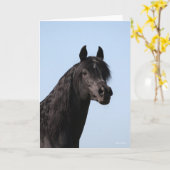 Bob Langrish | Hoofd van de Black Arab Stallion Kaart (Gele Bloem)