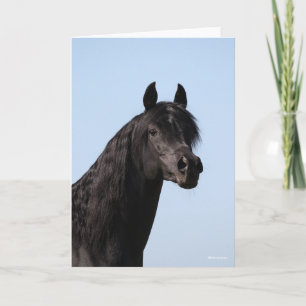 Bob Langrish Hoofd van de Black Arab Stallion Kaart
