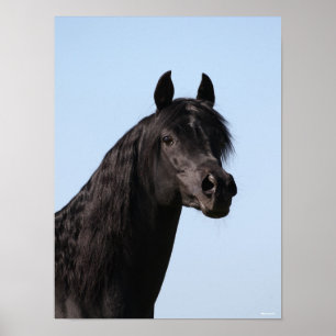 Bob Langrish Hoofd van de Black Arab Stallion Poster