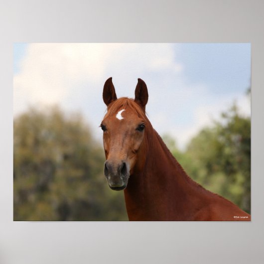 Bob Langrish | Hoofdschot van de kastanje Oldenbur Poster (Voorkant)