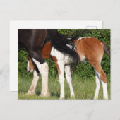 Bob Langrish | Irish Sport Horse Foal Hiding Briefkaart (Voorkant / Achterkant)