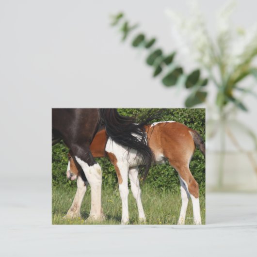 Bob Langrish | Irish Sport Horse Foal Hiding Briefkaart (Staand voorkant)