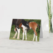 Bob Langrish | Irish Sport Horse Foal Hiding Kaart (Voorkant)