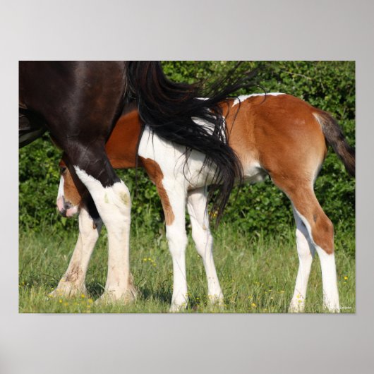 Bob Langrish | Irish Sport Horse Foal Hiding Poster (Voorkant)