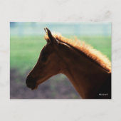 Bob Langrish | Kaas Arab Foal met achtergrondverli Briefkaart (Voorkant)