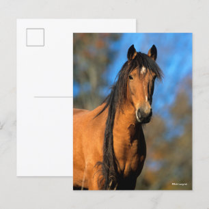 Bob Langrish Keukenkop Pony Briefkaart