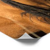 Bob Langrish | Keukenkop Pony Poster (Hoek)