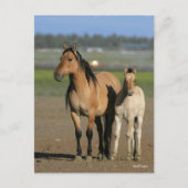 Bob Langrish Kiger Mustang Mare and Foal Standing Briefkaart (Voorkant)