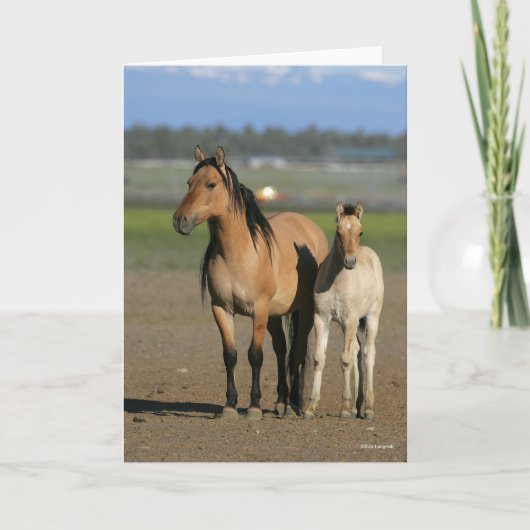 Bob Langrish Kiger Mustang Mare and Foal Standing Kaart (Voorkant)