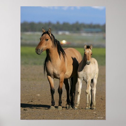 Bob Langrish Kiger Mustang Mare and Foal Standing Poster (Voorkant)
