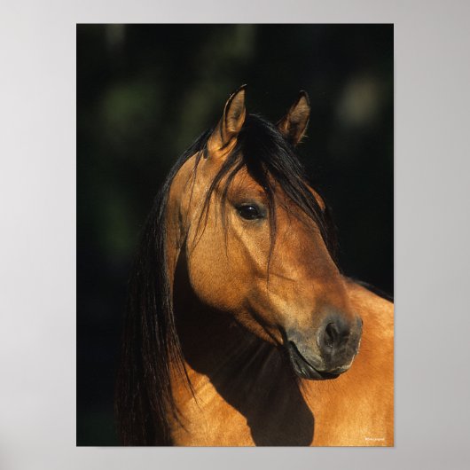 Bob Langrish | Kiger Mustang Stallion Headshot Poster (Voorkant)
