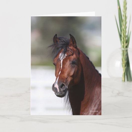 Bob Langrish | Koptekst Arabische baai Kaart (Voorkant)