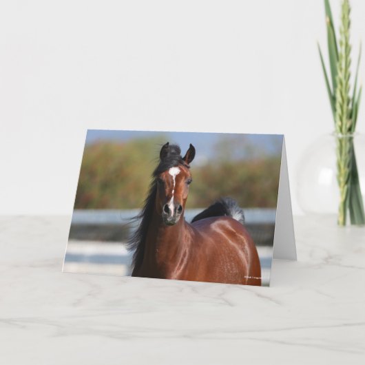 Bob Langrish | Koptekst Arabische baai Kaart (Voorkant)