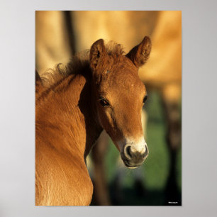 Bob Langrish Kwartschotkop voor paardenfokkonijn Poster